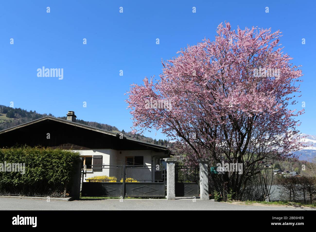 Vue sur un cerisier en fleurs. Alpes françaises. Saint-Gervais-les-bains. Haute-Savoie. France. Banque D'Images