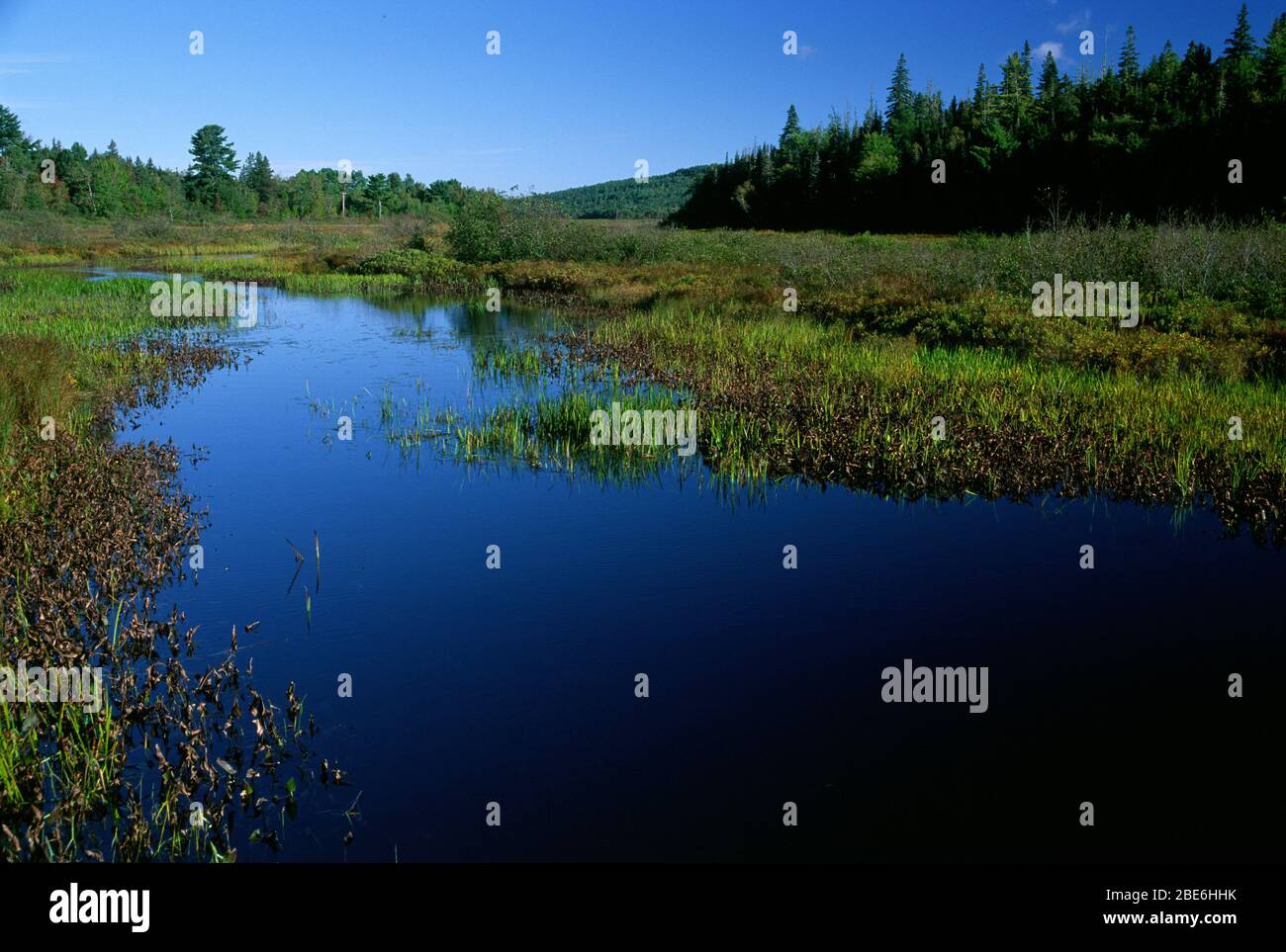 Observation de la route des aveugles, Moosehorn National Wildlife Refuge, Maine Banque D'Images