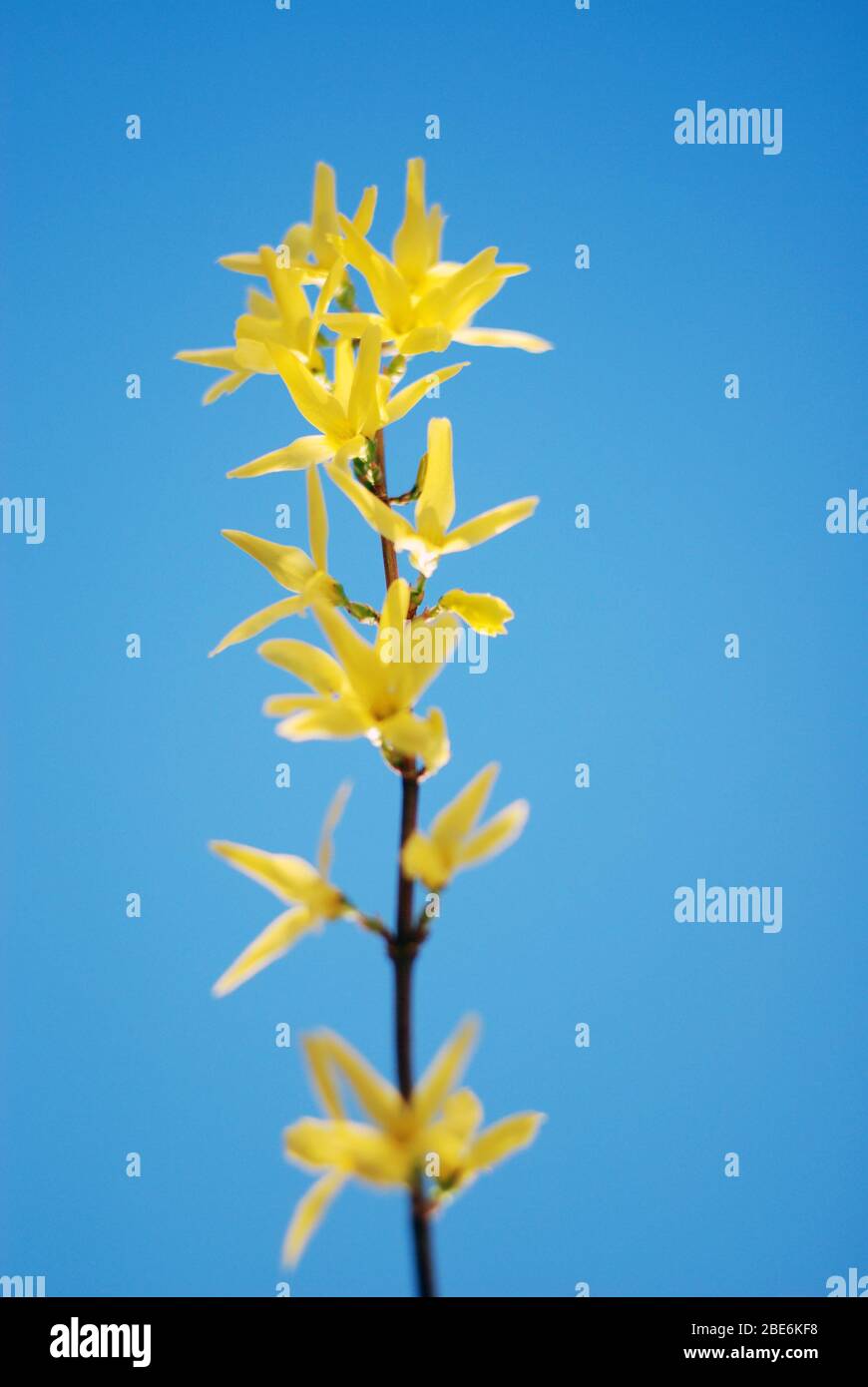 Branche forsythia en fleurs jaune Banque D'Images