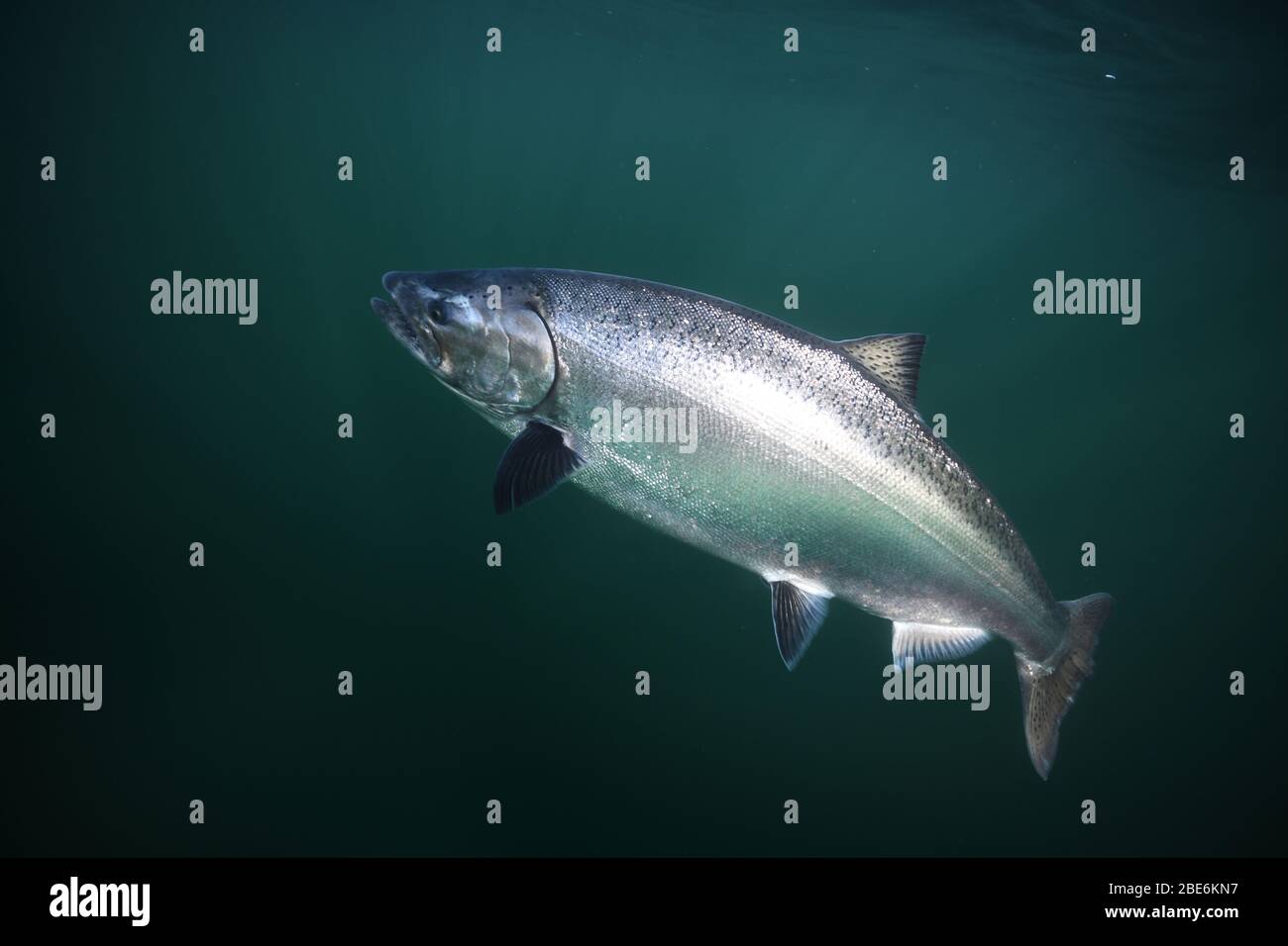 Saumon quinnat ou saumon King, Oncorhynchus tshawytscha, pris avec une pêche au bord de l'océan ou du lac. Banque D'Images
