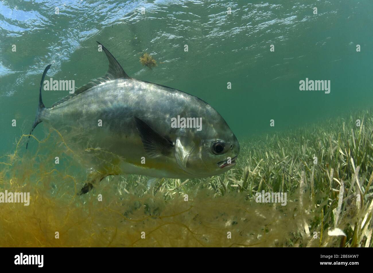 Permis de pêcher, Trachinotus falcatus, nager dans l'océan Atlantique sur un plat à herbe. Banque D'Images
