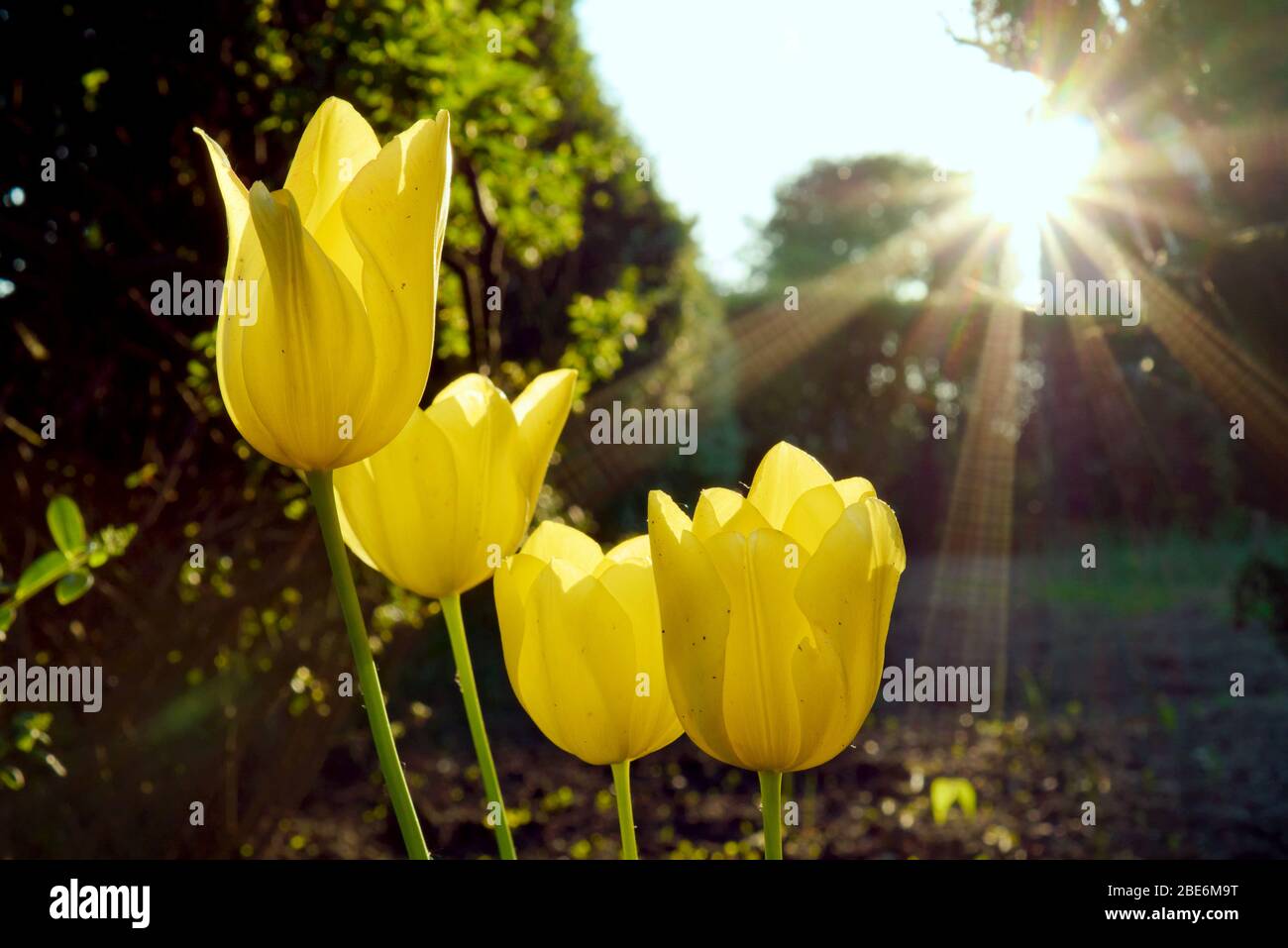 Quatre tulipes jaunes dans le jardin, surlignées par le soleil de l'après-midi brillant de derrière Banque D'Images