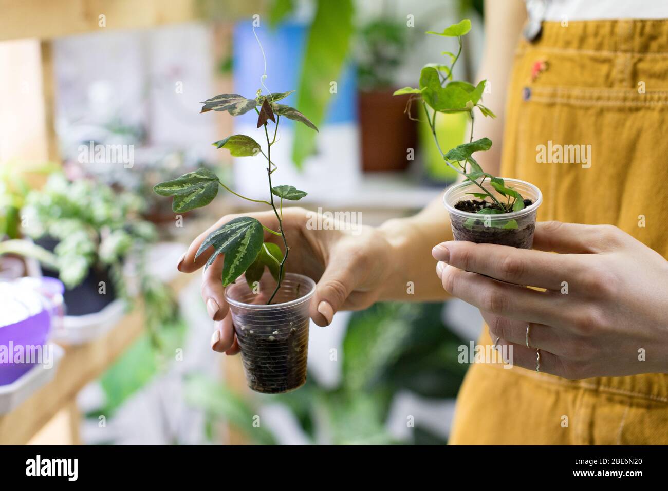 Femme jardinier tenant passiflora germe dans une petite tasse en plastique transparent pour la germination des plantes, plantes de maison enrobées sur fond. Maison jardinage, freelan Banque D'Images