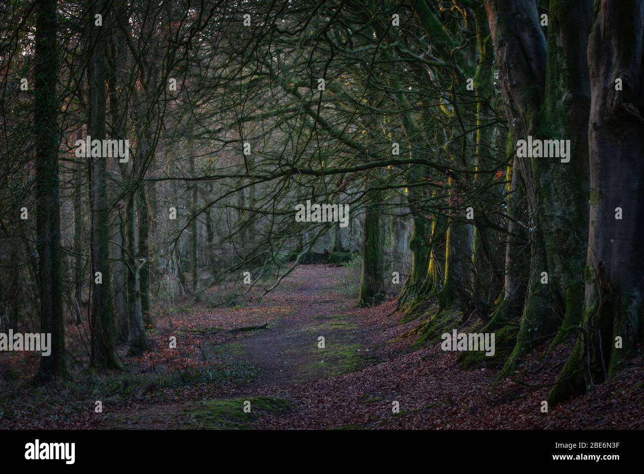 Sentier bordé d'arbres sombres à Somerset, Royaume-Uni Banque D'Images