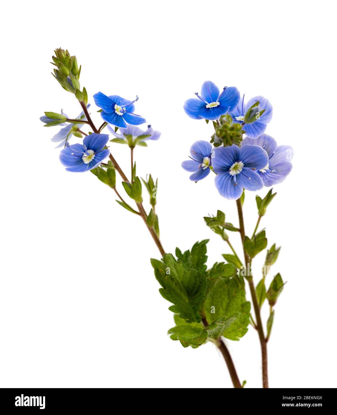 Tige et petites fleurs bleues de la fleur sauvage britannique, germander speedwell, Veronica chamaedrys, sur fond blanc Banque D'Images