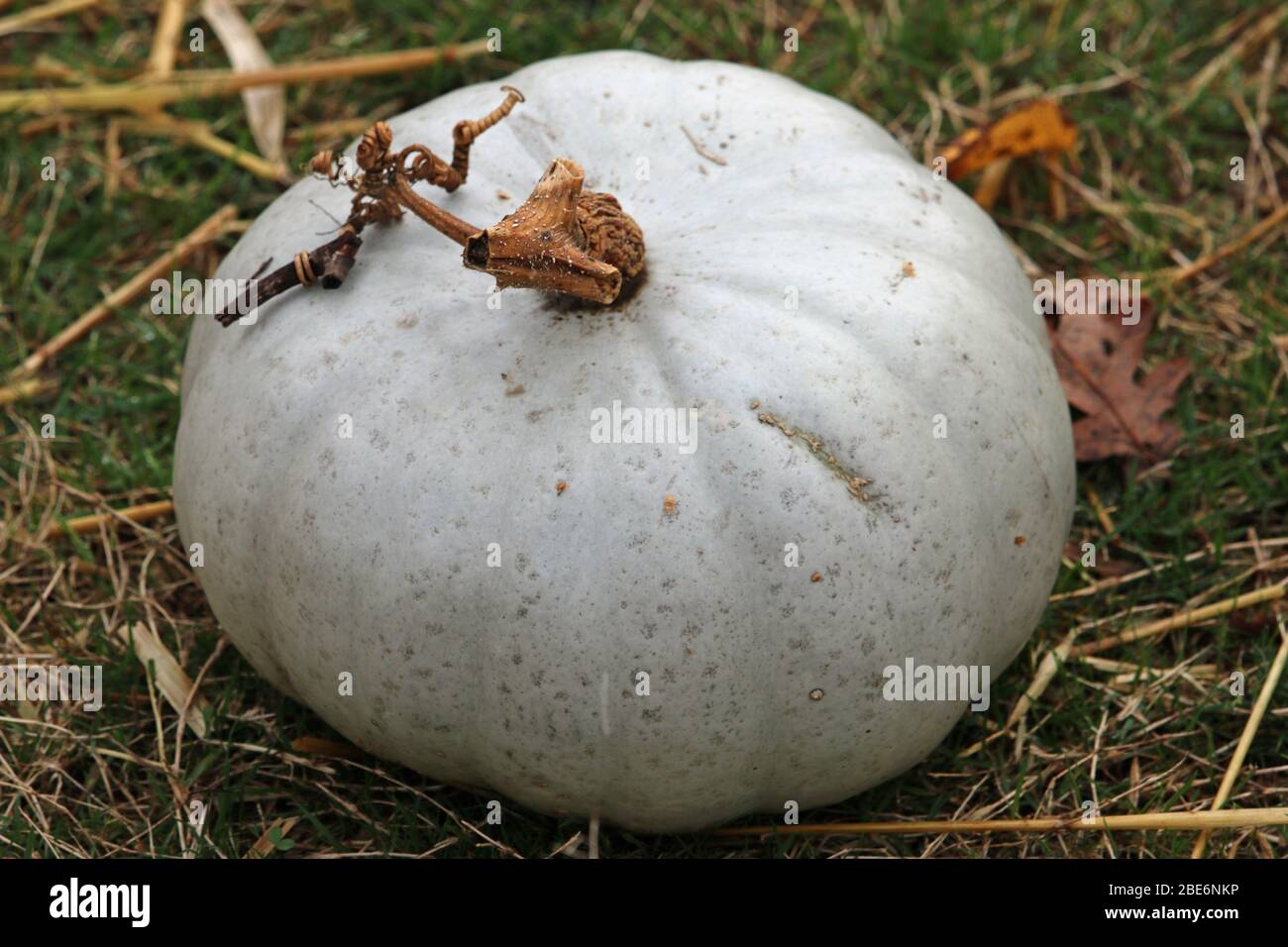 Citrouille grise de prince héritier variété de Cucurbita maxima, avec herbe et feuilles en arrière-plan. Banque D'Images