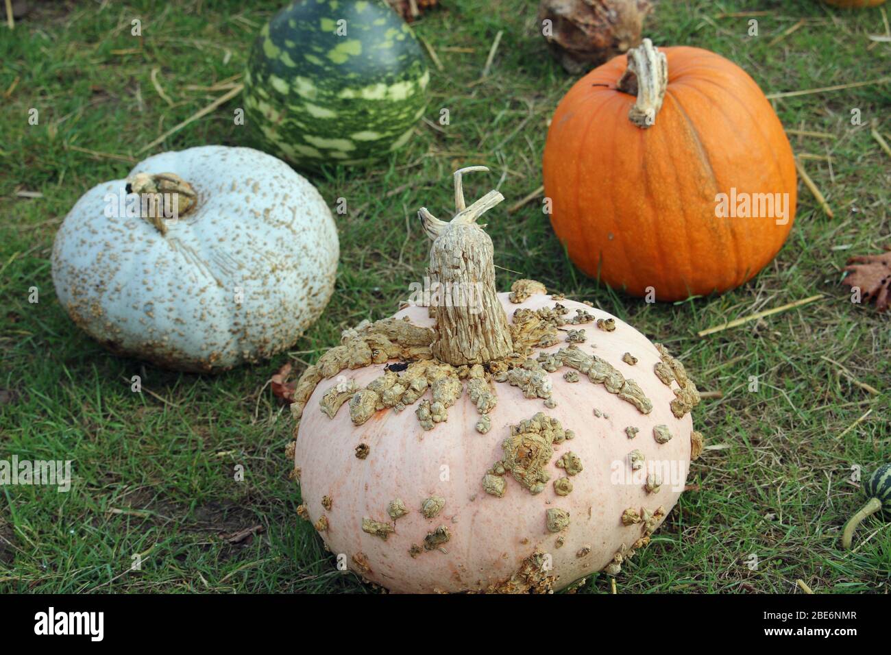 Quatre variétés de courge différentes sur une pelouse d'herbe, la première en avant est la citrouille d'arachide, Cucurbita maxima variété Galeuses d'Eysines. Banque D'Images