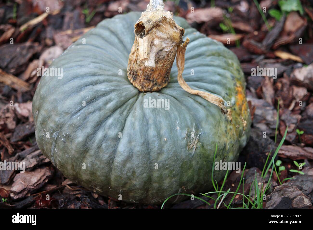 Marina di Chioggia citrouille variété de Cucurbita maxima, avec des copeaux d'herbe et d'écorce comme un paillis en arrière-plan. Banque D'Images