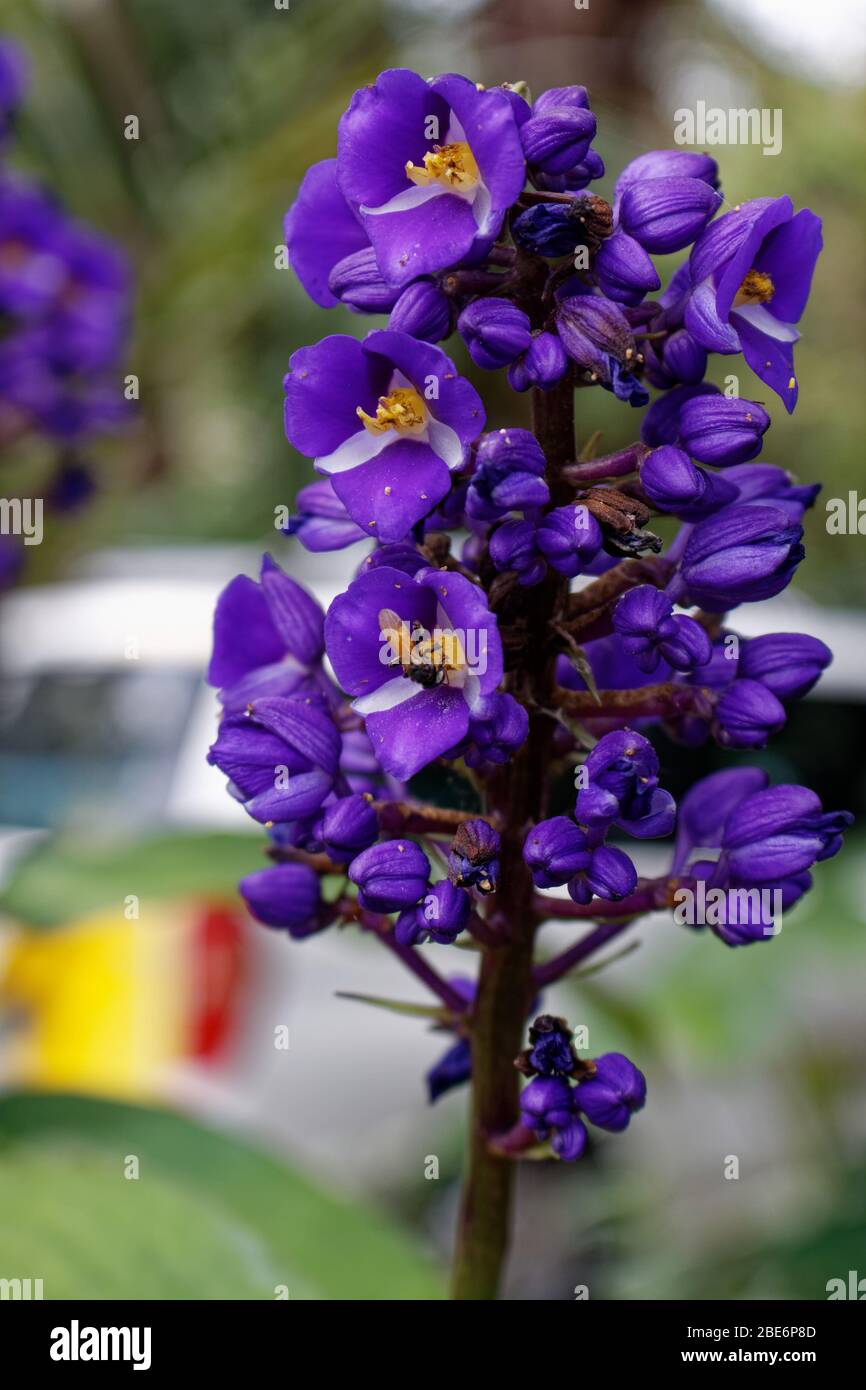 Gingembre bleu Dicorisandra thyrsiflora fleur sauvage Banque D'Images