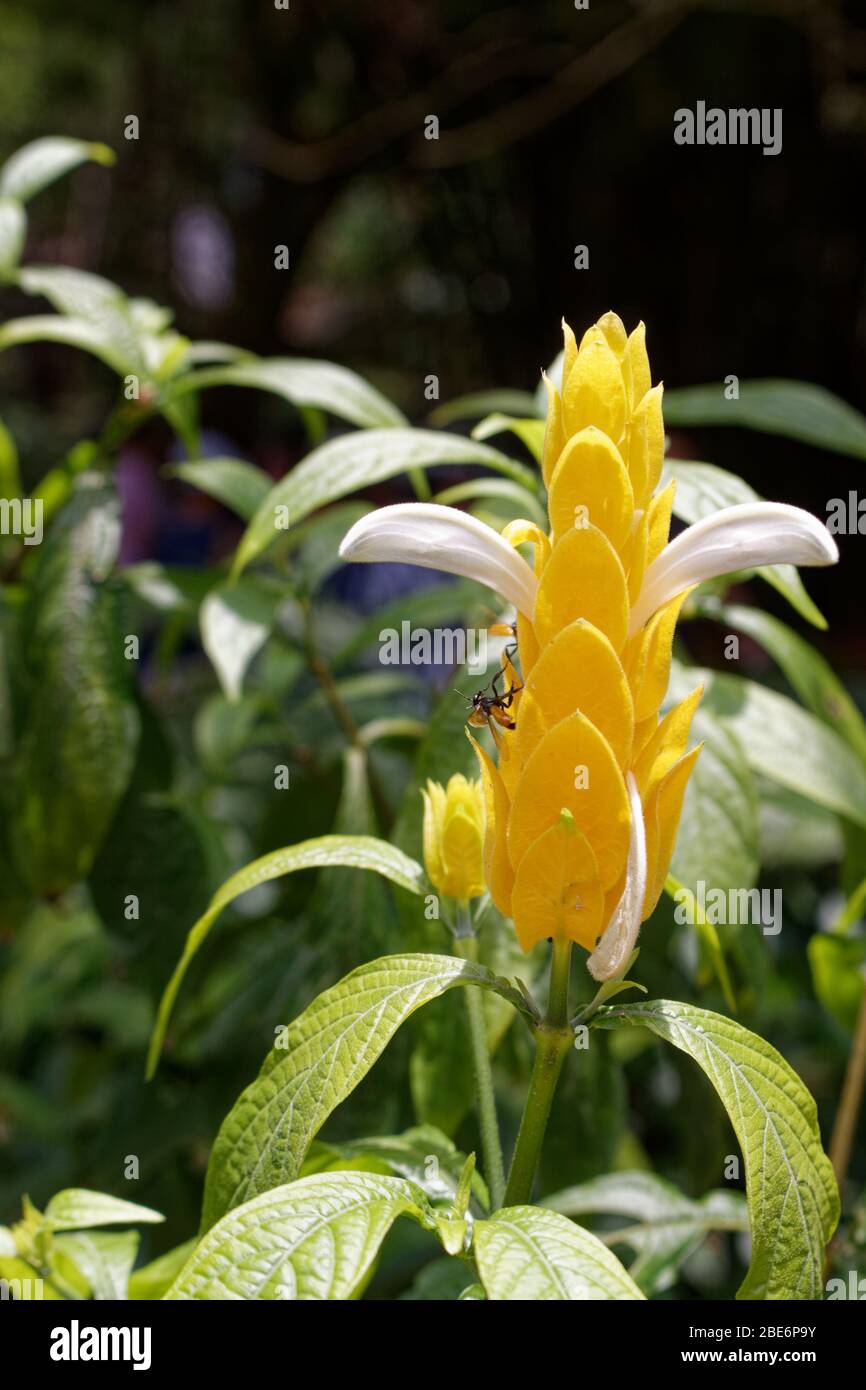 Lollipop plante Pachystachys lutea et les abeilles sans dents meliponines Banque D'Images