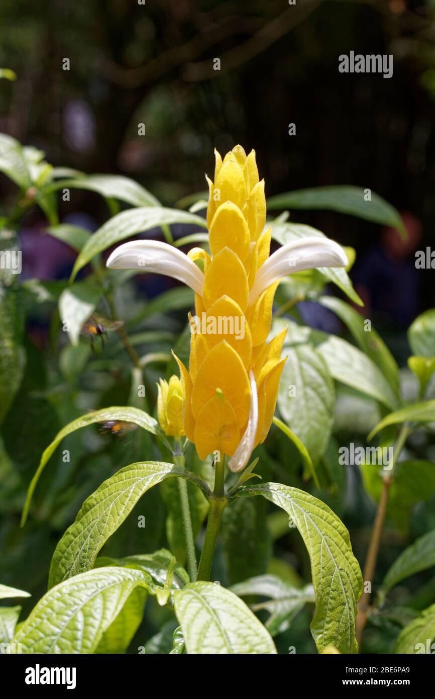 Lollipop plante Pachystachys lutea et les abeilles sans dents meliponines Banque D'Images