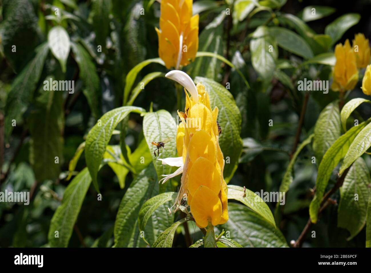 Lollipop plante Pachystachys lutea et les abeilles sans dents meliponines Banque D'Images