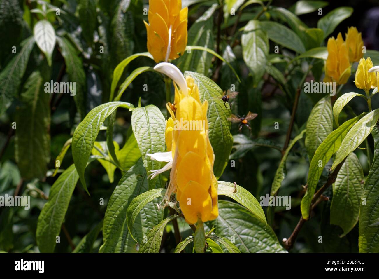 Lollipop plante Pachystachys lutea et les abeilles sans dents meliponines Banque D'Images