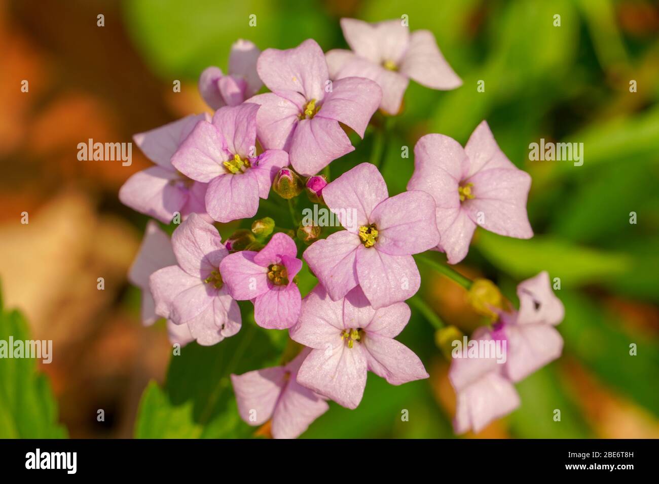 Belle fleur rose au printemps. Banque D'Images