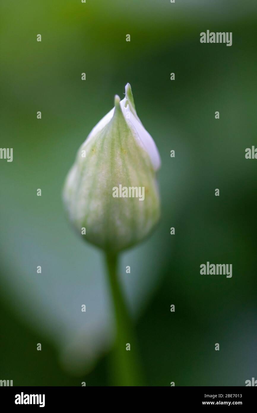 Ramson, (Allium ursinum) ail sauvage, ouverture de bourgeons pour révéler la fleur blanche, Worcestershire, Royaume-Uni Banque D'Images