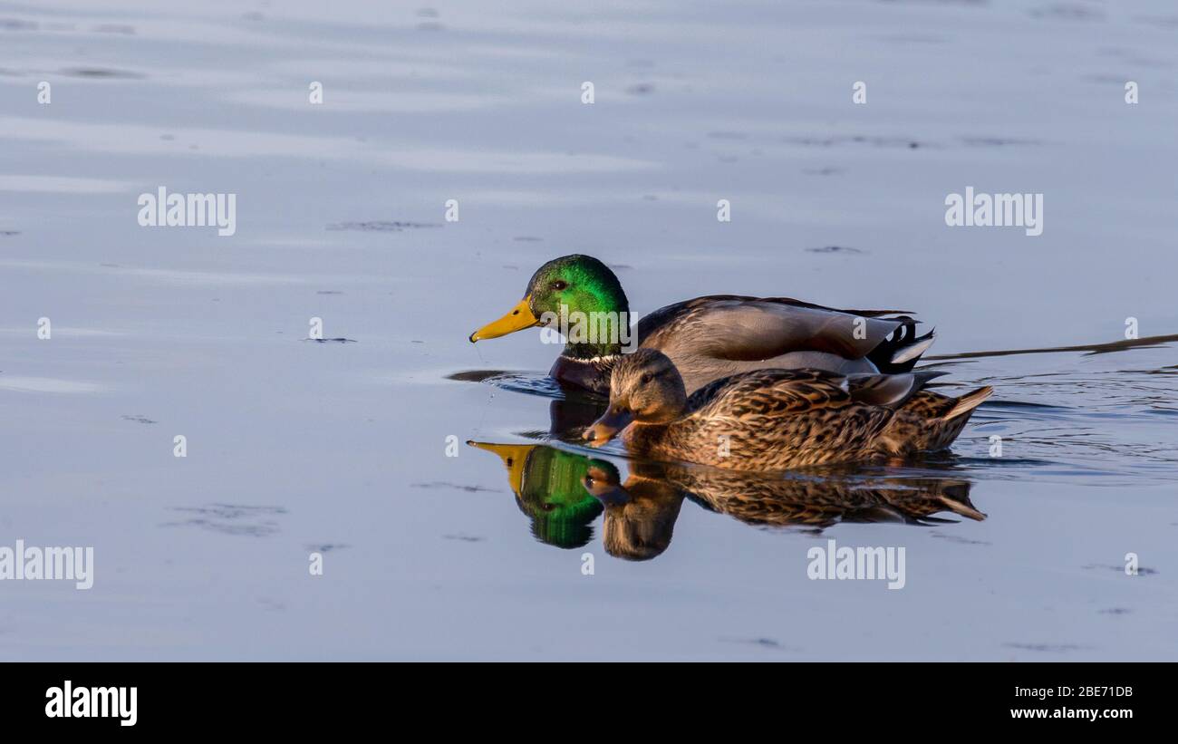 Paire de canards colverts Banque D'Images
