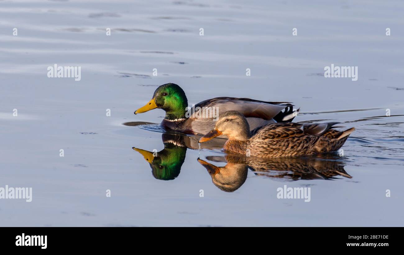 Paire de canards colverts Banque D'Images