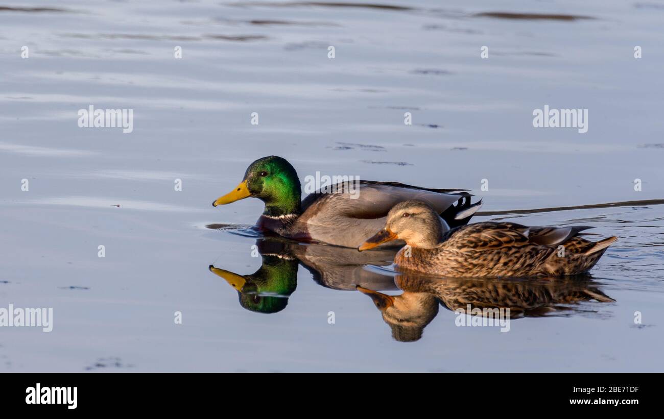 Paire de canards colverts Banque D'Images