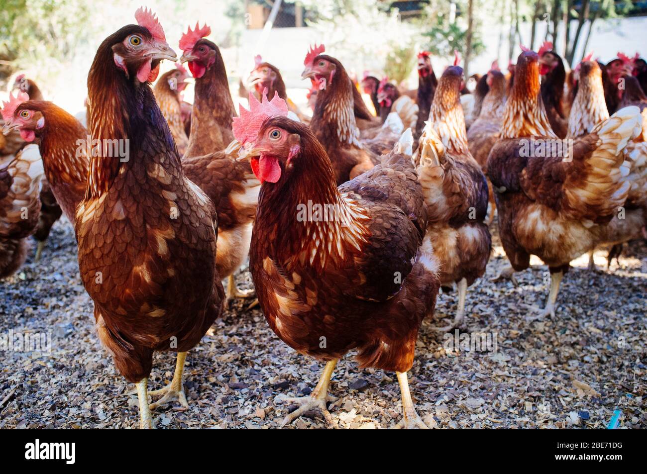 Poulet industriel pour la production d'œufs de poule Banque D'Images