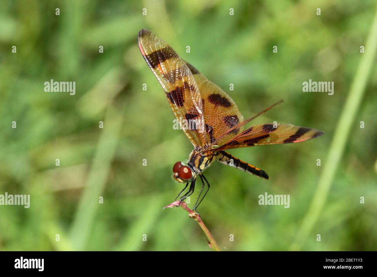 Une belle mouche de Pennant d'Halloween sur une lame de Grass Banque D'Images