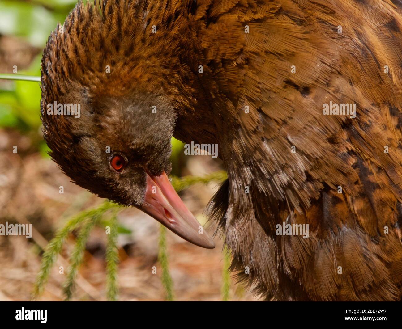 Pré-envol des oiseaux de Weka (Galliralus australis) sur l'île d'Ulva, Nouvelle-Zélande Banque D'Images