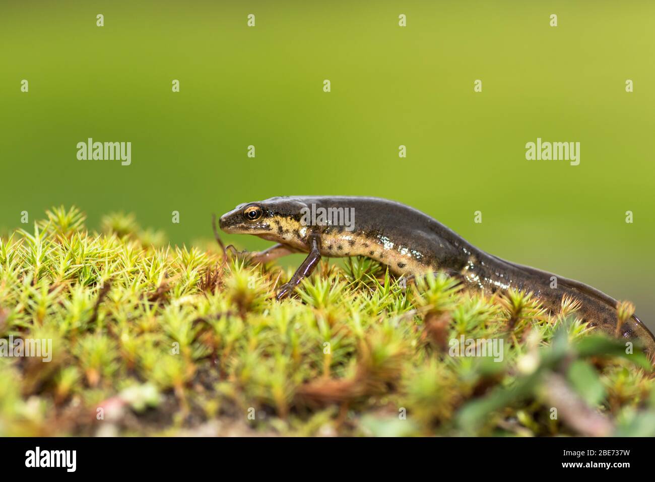 Un paliste nouveau (Lissotriton helveticus) a été phographié à Arcos de Valdevez, dans le nord du Portugal. Banque D'Images