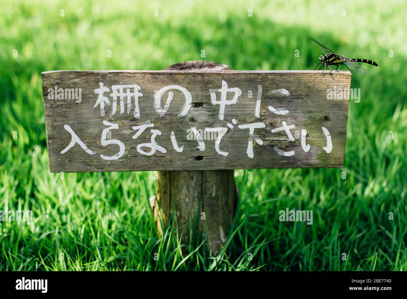 Dragonfly perché sur le panneau de parc dans le jardin de Suizenji à Kumamoto. Banque D'Images