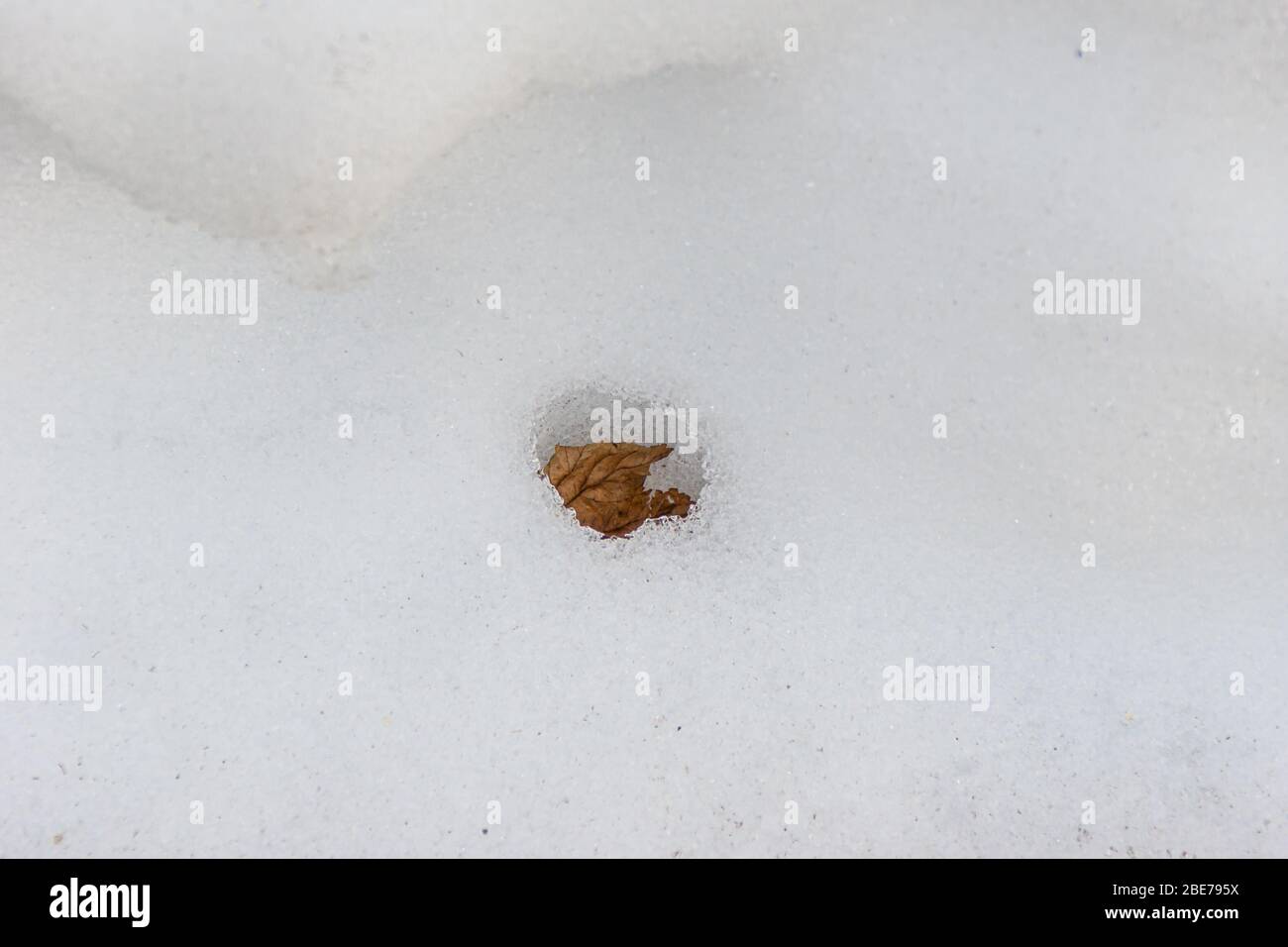 feuille sèche à l'intérieur d'une neige chauffée dans les rayons du soleil de printemps et de la neige fondue Banque D'Images