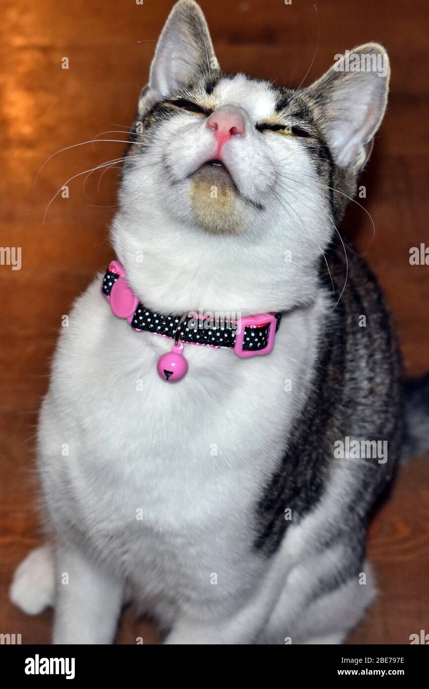 Sourire de chat Banque D'Images