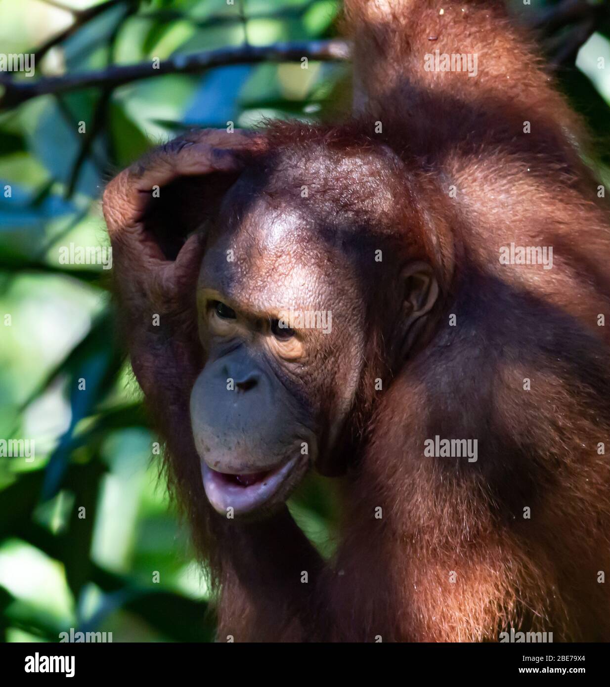 Orangutan qui traverse la forêt Banque D'Images