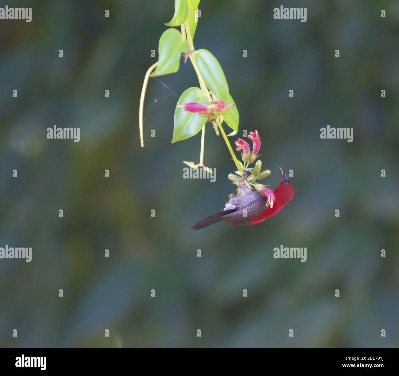 Cramoisi sunbird se nourrissant sur le nectar de fleur tropicale Banque D'Images