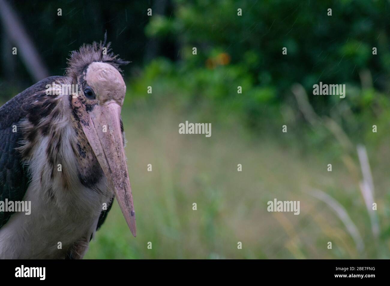A Marabou Stork dans le parc national Cat Tien Banque D'Images
