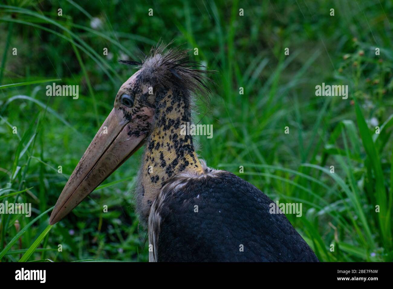 A Marabou Stork dans le parc national Cat Tien Banque D'Images