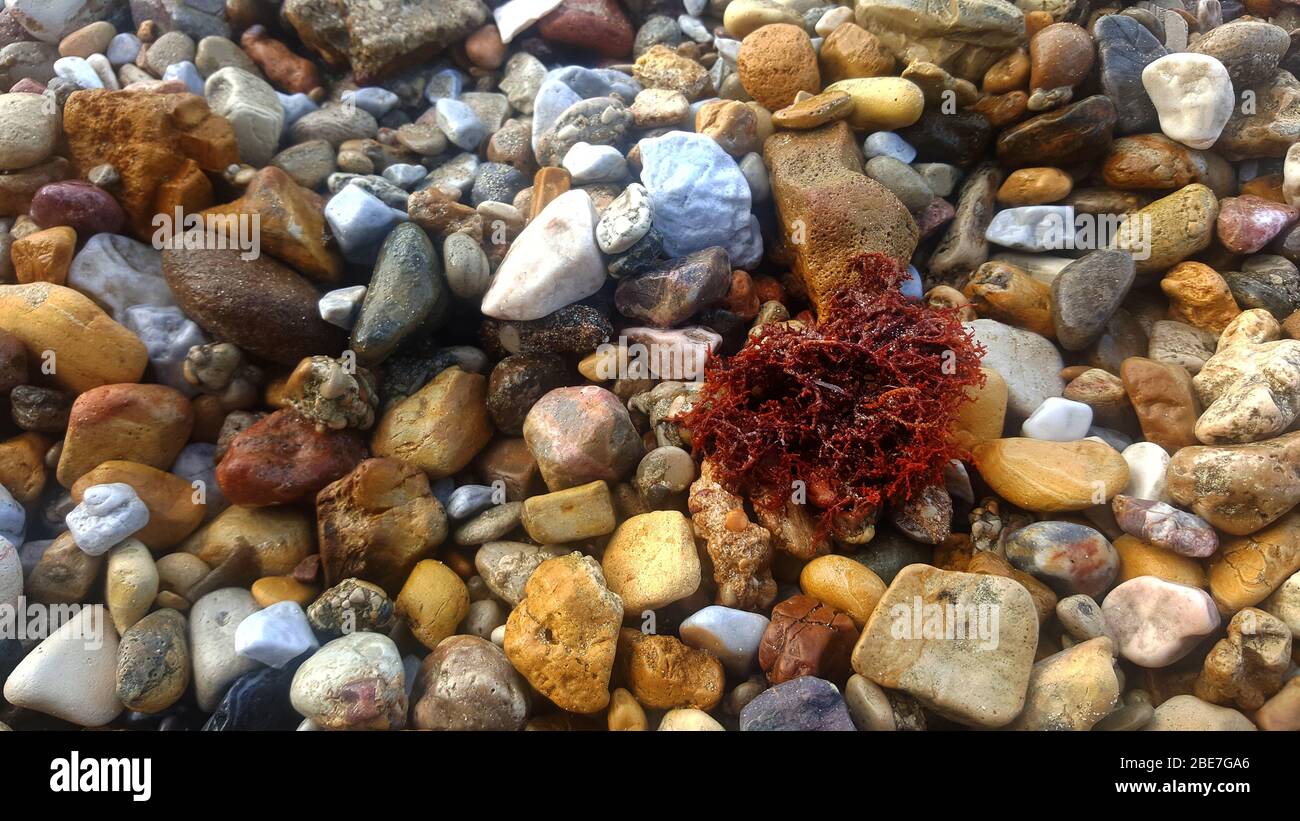 Variété de pierres de plage sur sable Banque D'Images