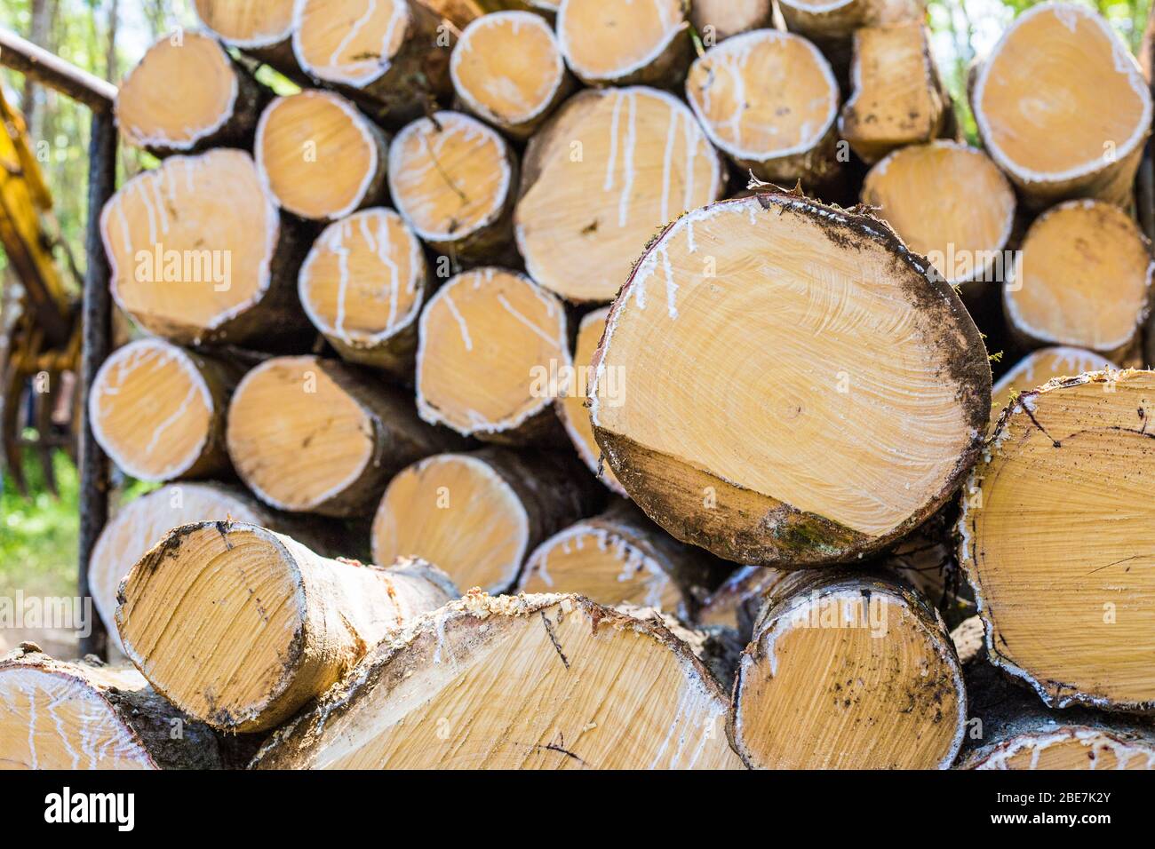 Para caoutchouc bois bois d'arbre bois d'exploitation industriel brut caoutchouc arbre Banque D'Images