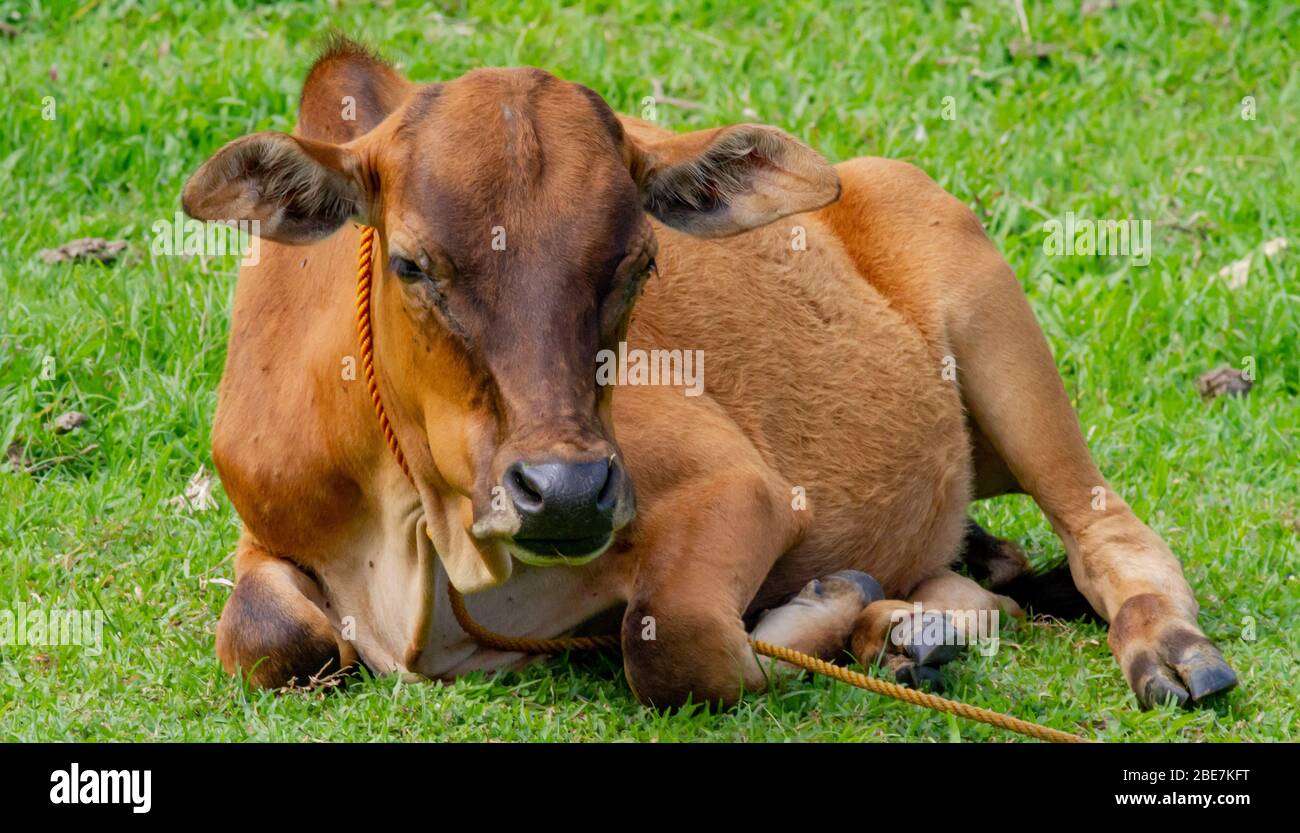 Vache sur ses haunches dans un champ herbacé Banque D'Images