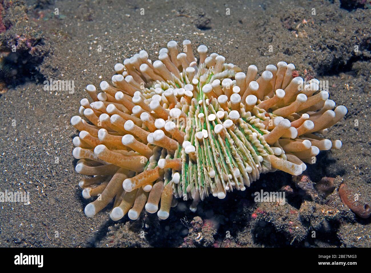 Long tentacle plaque corail (Heliofingia actiniformis synonyme Fungia actiniformis), vit solitaire, Negros, Visayas, Philippines Banque D'Images