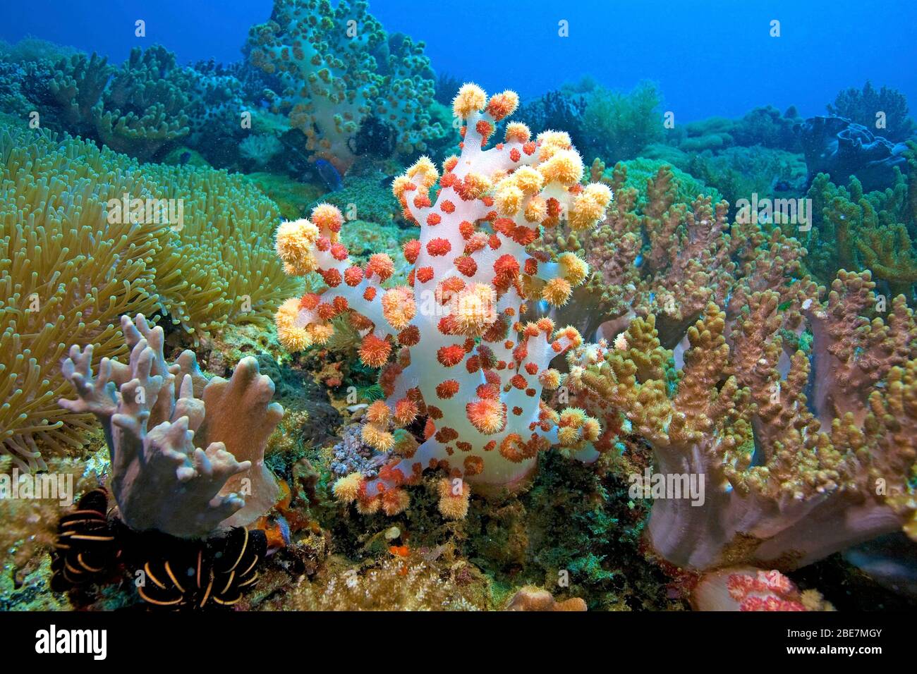 Corail mou (Dendronephthya sp) entre coraux en cuir (Alcyonidae), Dumaguete, Negros, Visayas, Philippines Banque D'Images