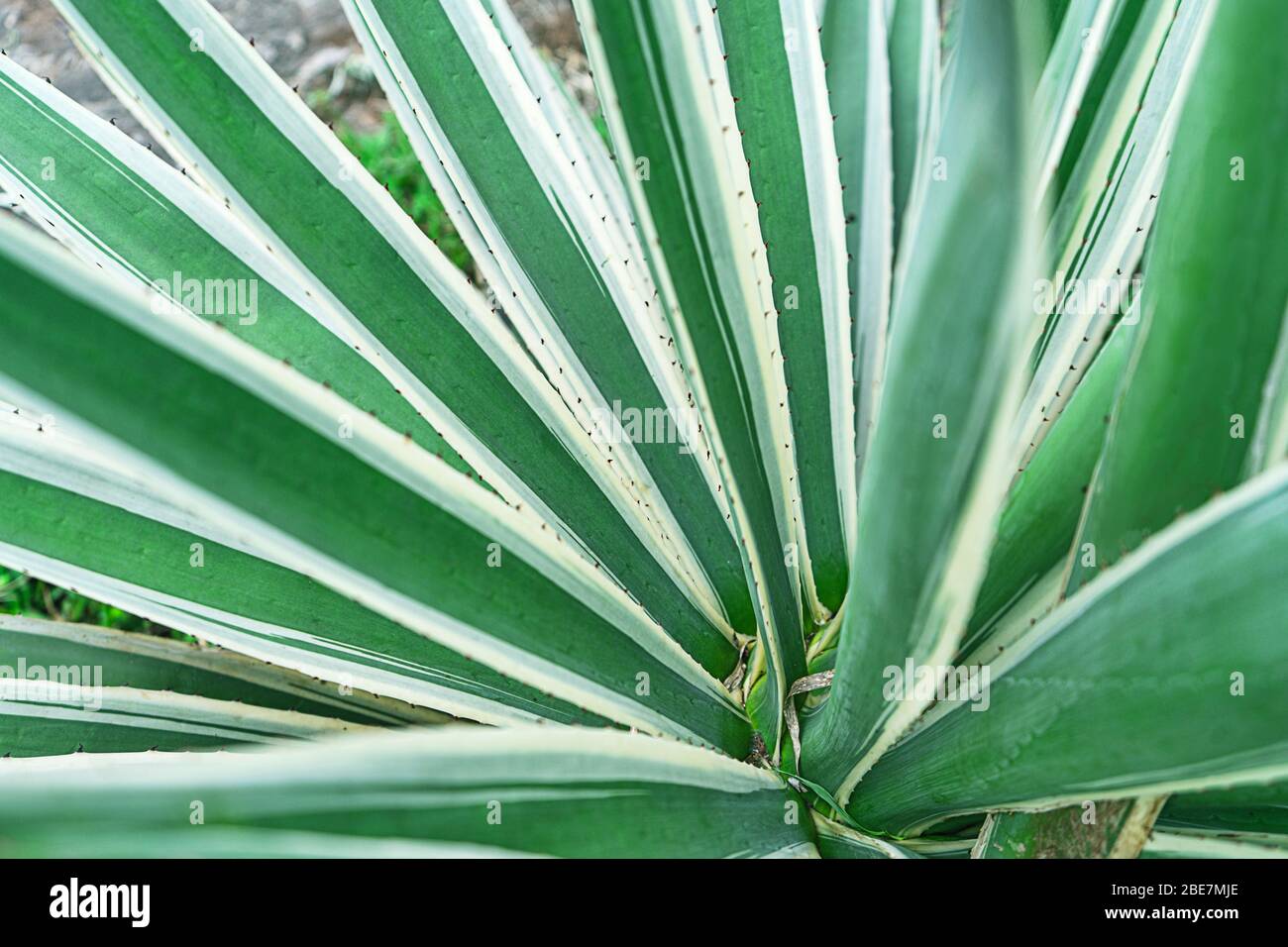 Arrière-plan naturel rayé abstrait. Détails des feuilles de dagger espagnol variégatées - yucca gloriosa variegata. Banque D'Images