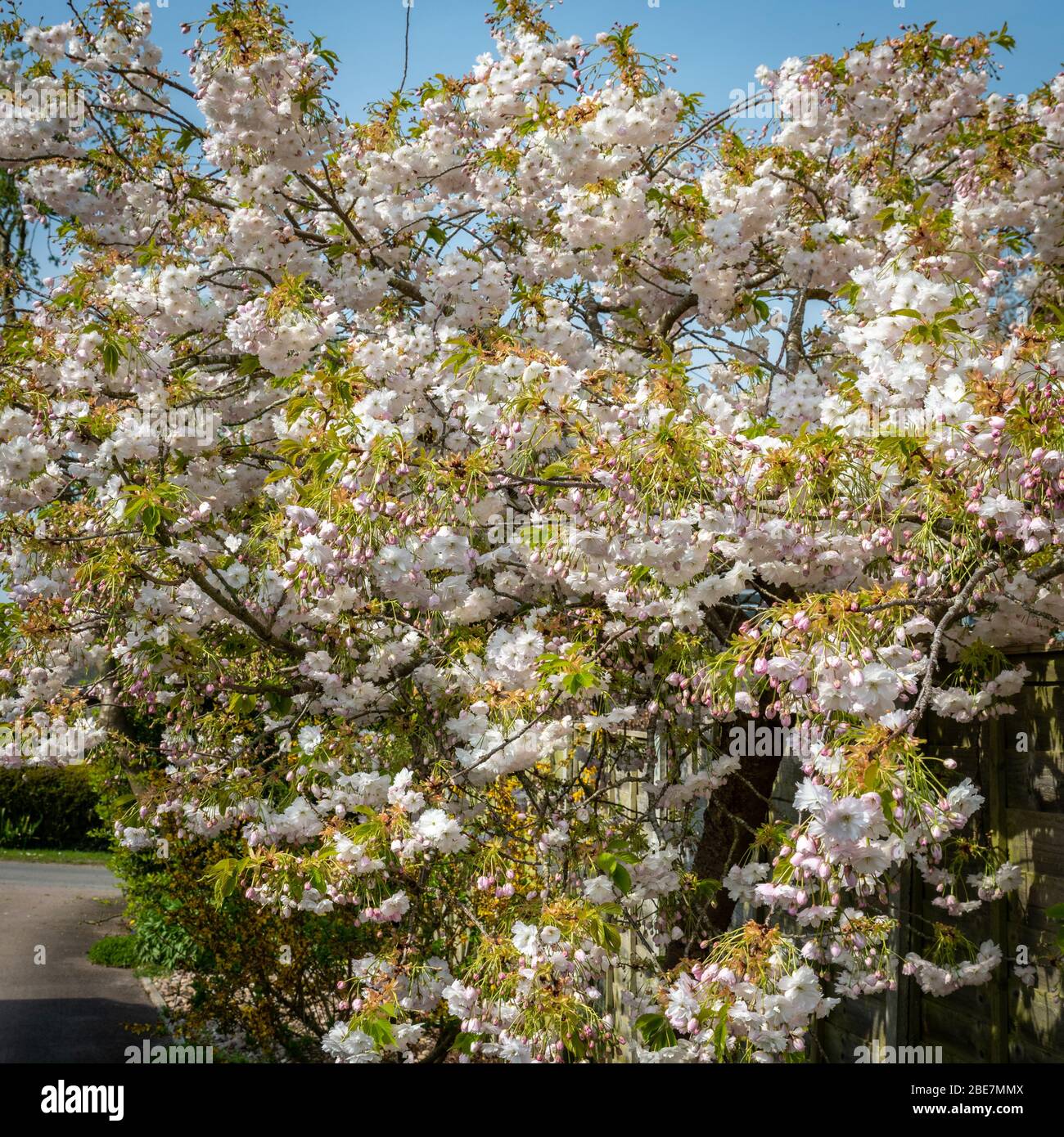 arbre-de-fleurs-de-cerisier-japonais-shimidsu-sakura-photo-stock-alamy