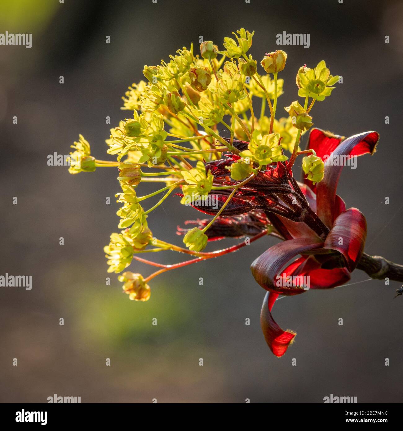 Fleurs d'arbre - Acer platanoides 'Crimson King' Banque D'Images