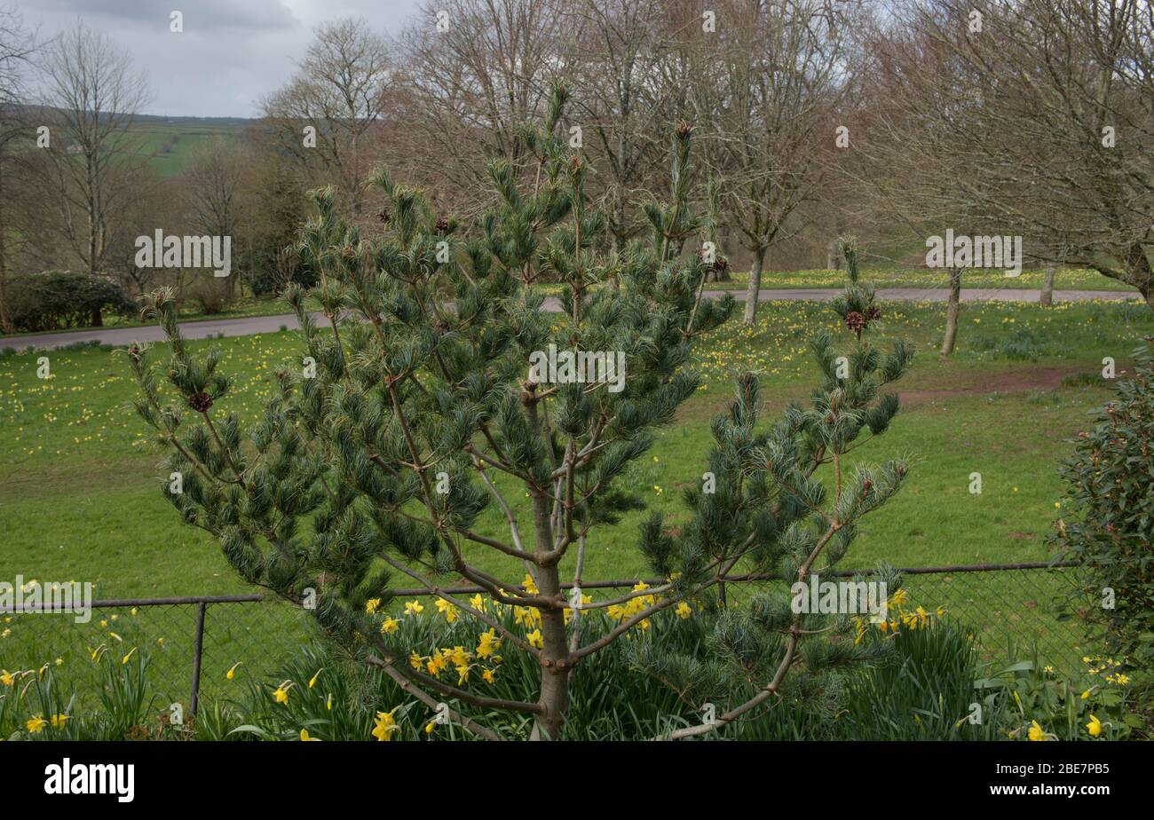 Printemps Foliage et Brown Cones d'un arbre japonais Dwarf de pin blanc (Pinus parviflora 'Bonnie Bergman') qui grandit dans un jardin dans le Devon rural, Angleterre, Royaume-Uni Banque D'Images