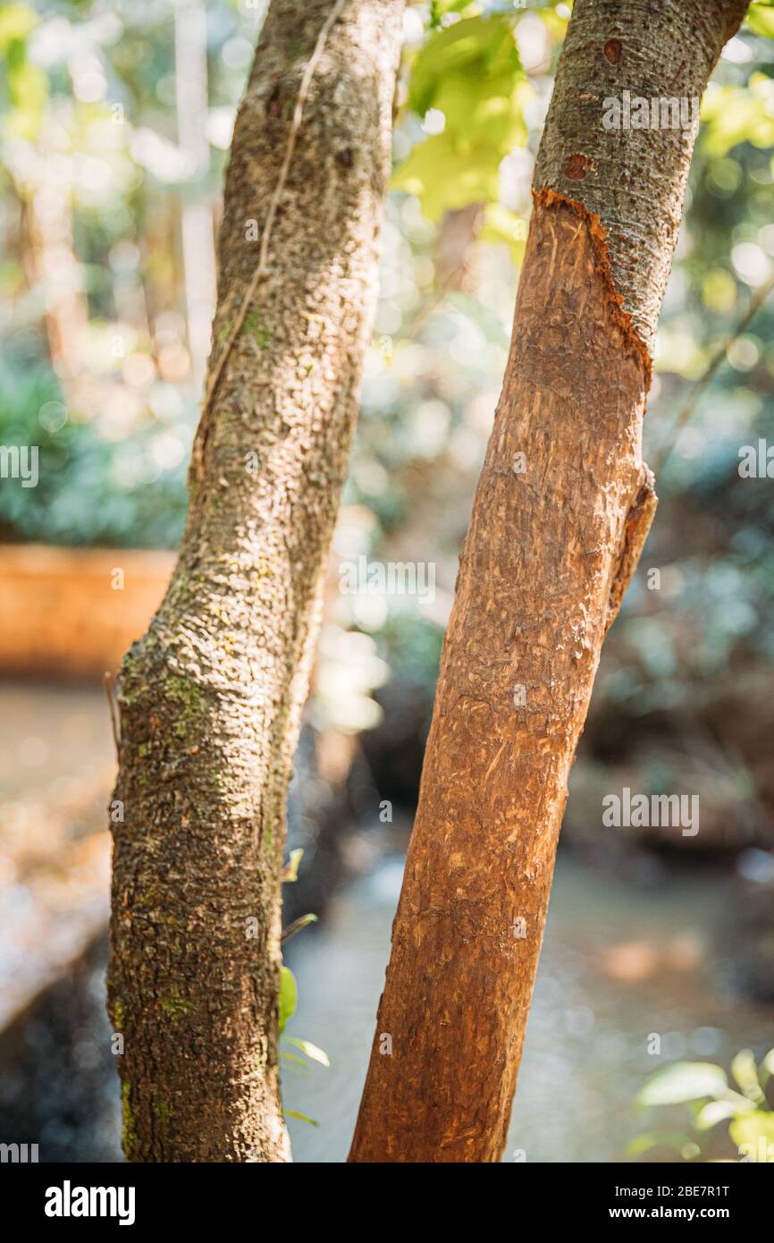 Goa, Inde. Deux trunks arborés avec un Bark déchiqueté sont Cinnamomum zeylanicum. Banque D'Images