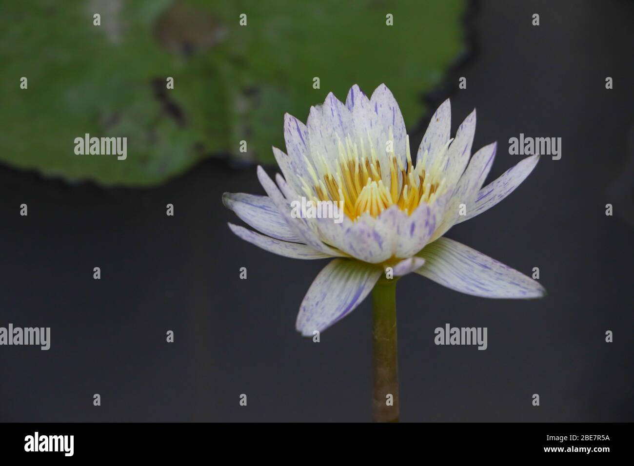 Ferme de Lotus, symbole de la nature, lotus blanc dans l'eau Banque D'Images