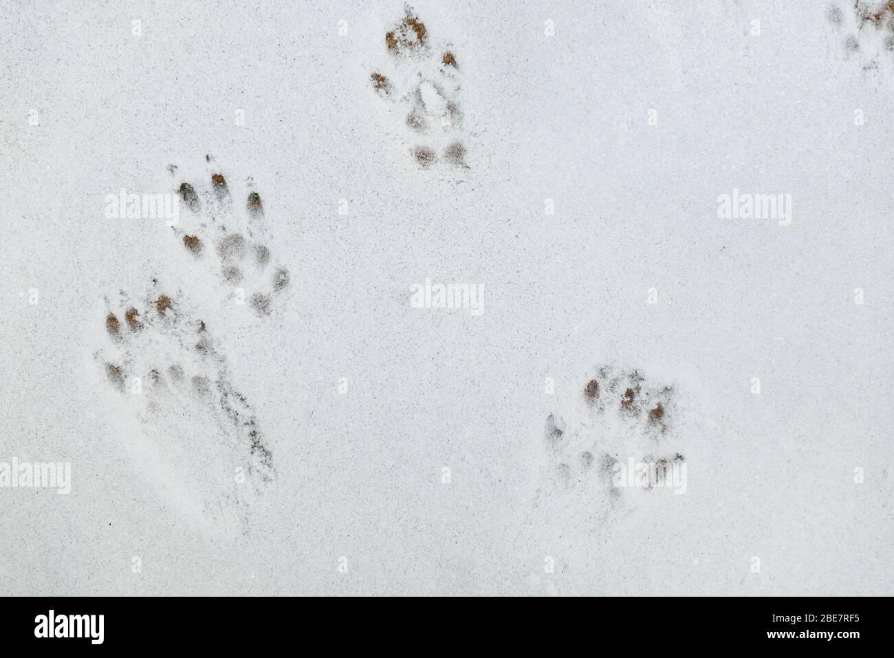 Empreintes de l'écureuil rouge européen sur la neige blanche Banque D'Images