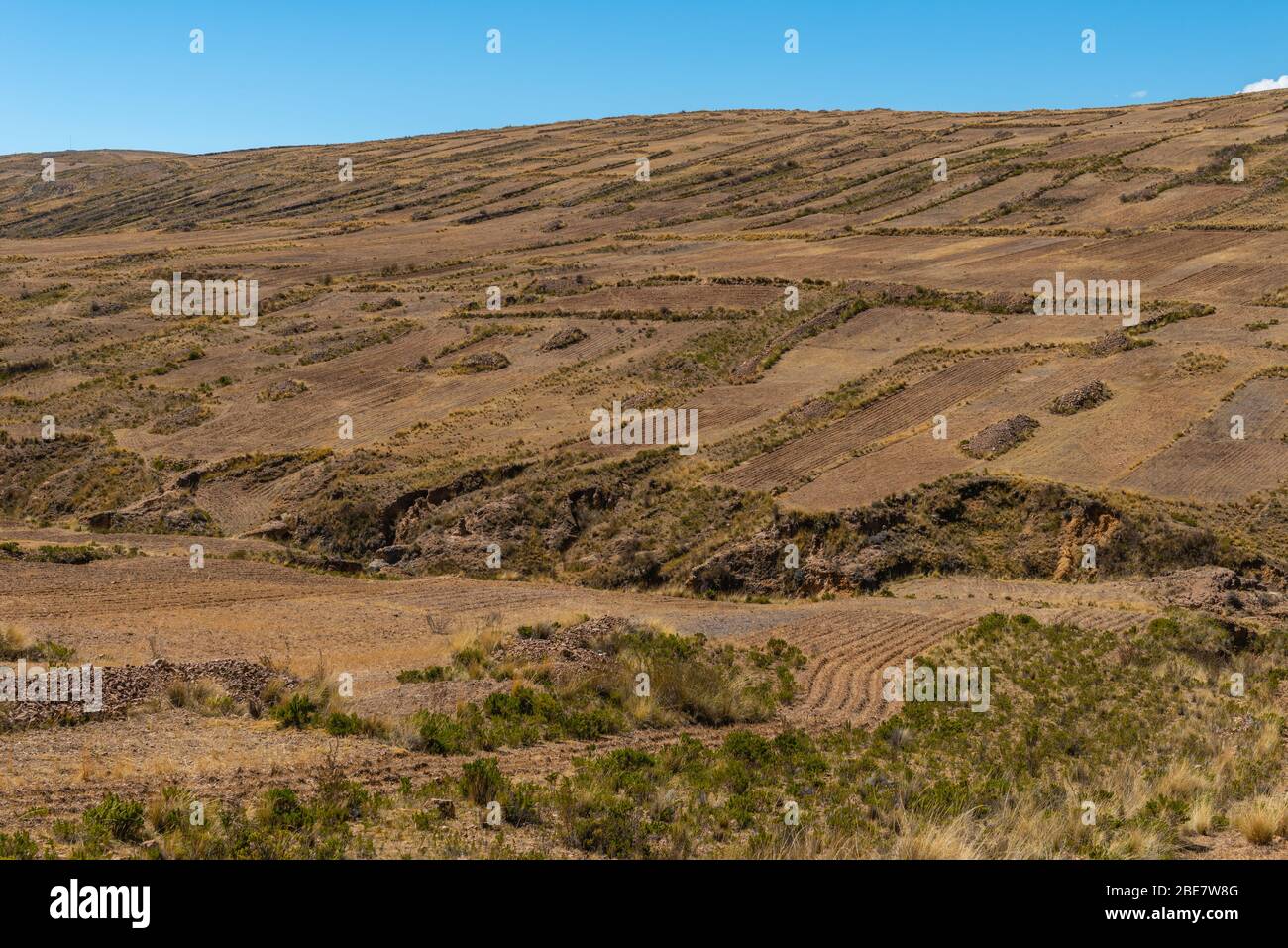 Agriculture dans la région de l'Altiplano, péninsule Huata, Département la Paz, Bolivie, Amérique latine Banque D'Images
