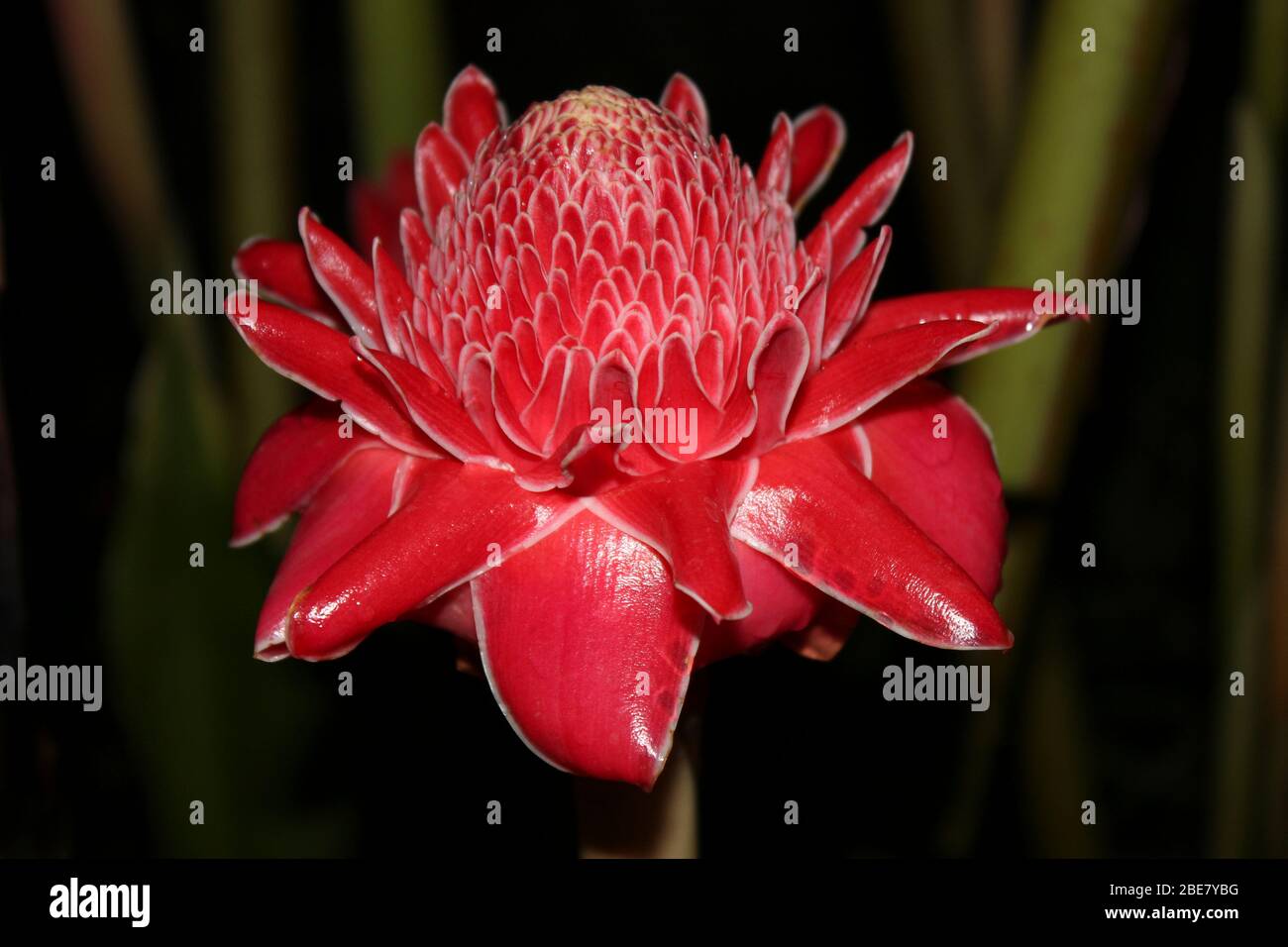 Torch Ginger Etlingera elatior Banque D'Images