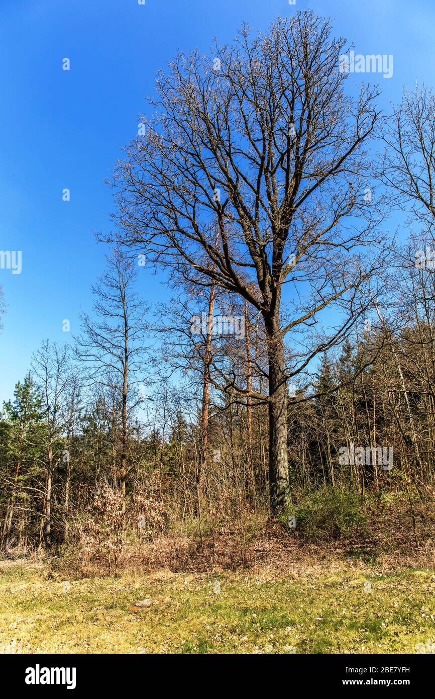 Grand vieux chêne sans feuilles en forêt avec ciel bleu. Paysage printanier en République tchèque. Une belle journée. Banque D'Images