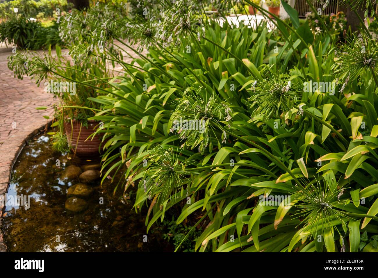 Afrique du Sud; Franschhoek; Moreson Winery, allium plantes dans le jardin avec des têtes allant à la graine Banque D'Images