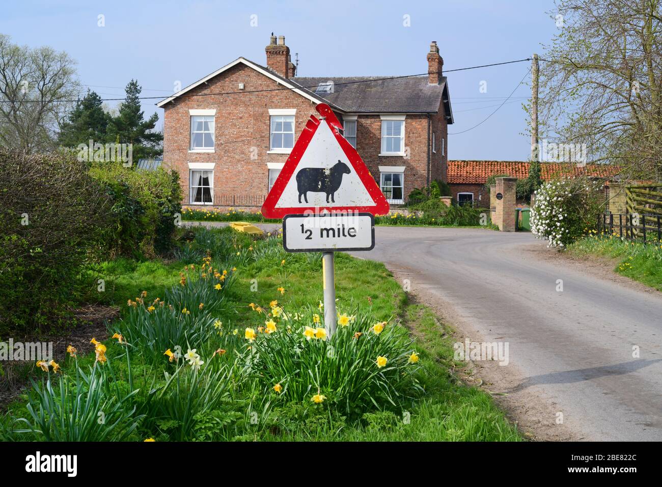 avertissement signe de moutons dans la route devant la ferme york yorkshire royaume-uni Banque D'Images